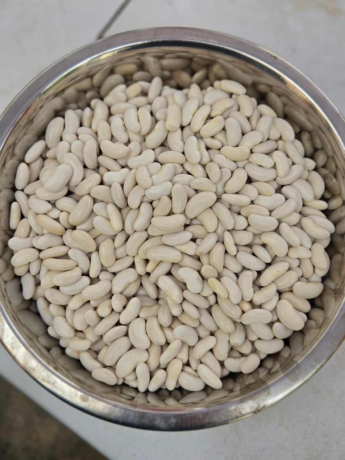 Bean Kidney (Organic)