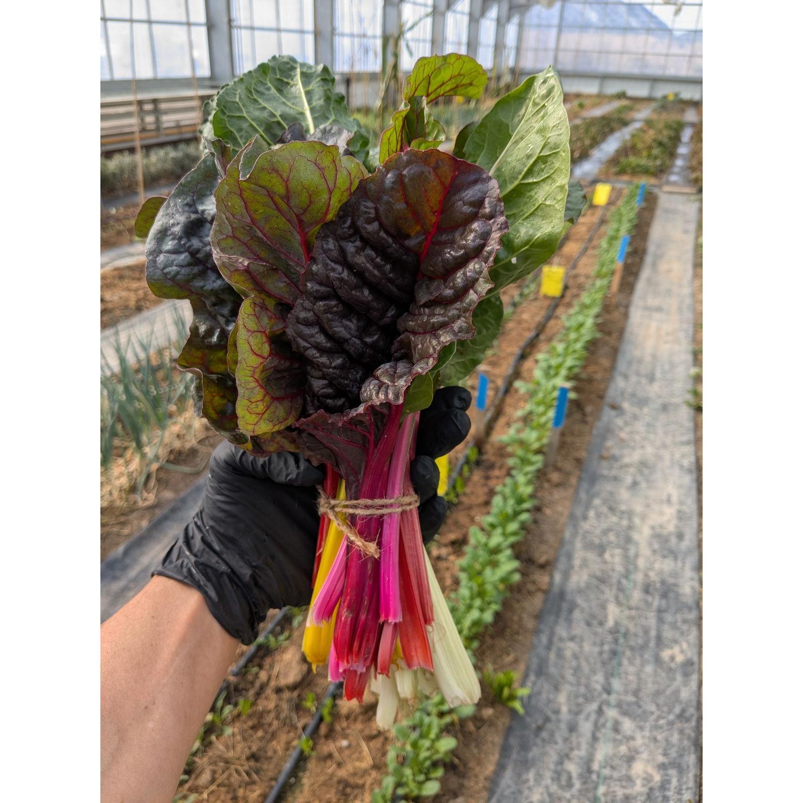 Acelgas Biodinámicas