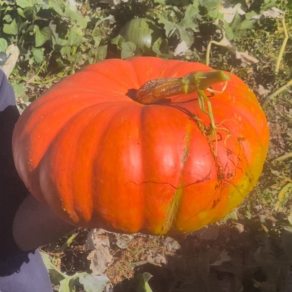 Pumpkin (Organic)