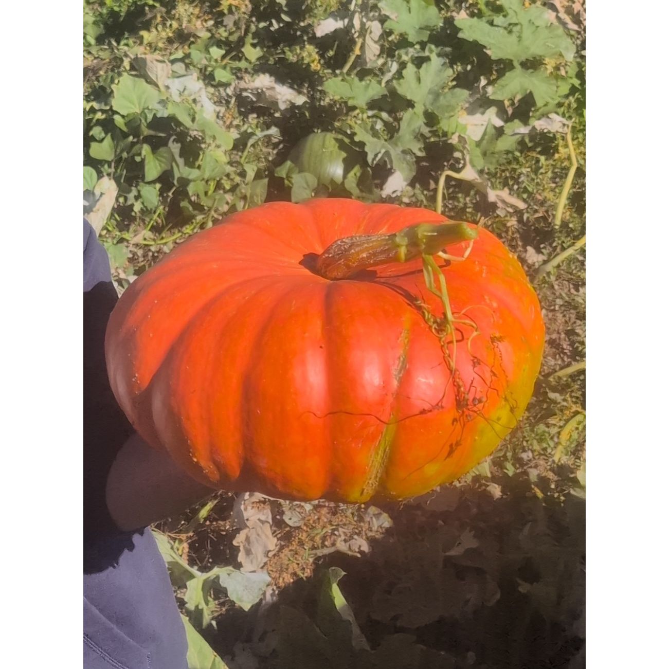 Pumpkin (Organic)