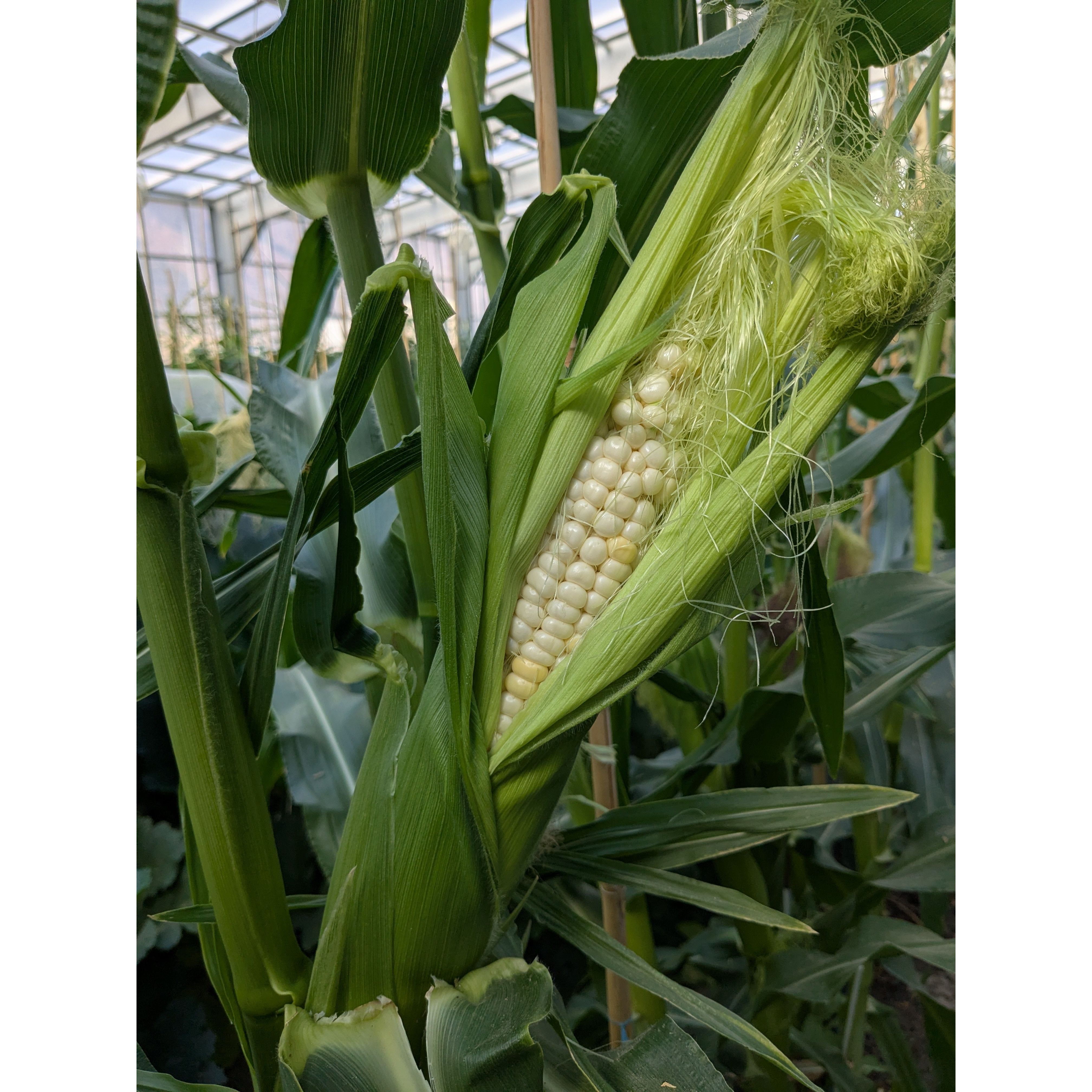 Corn Sweet Bicolor (Organic)