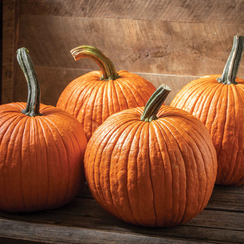 Pumpkin (Organic)