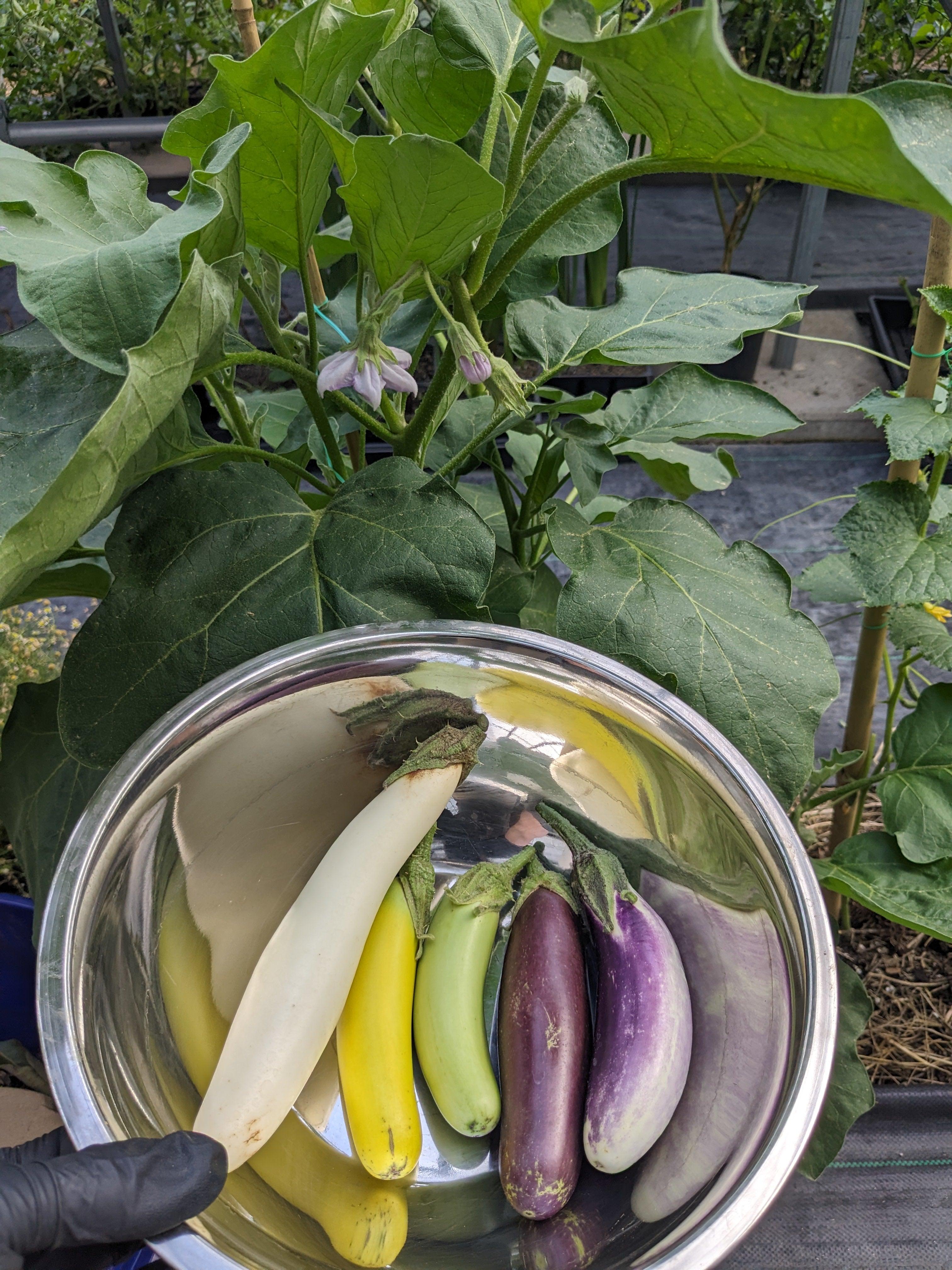Soil-Grown Eggplant