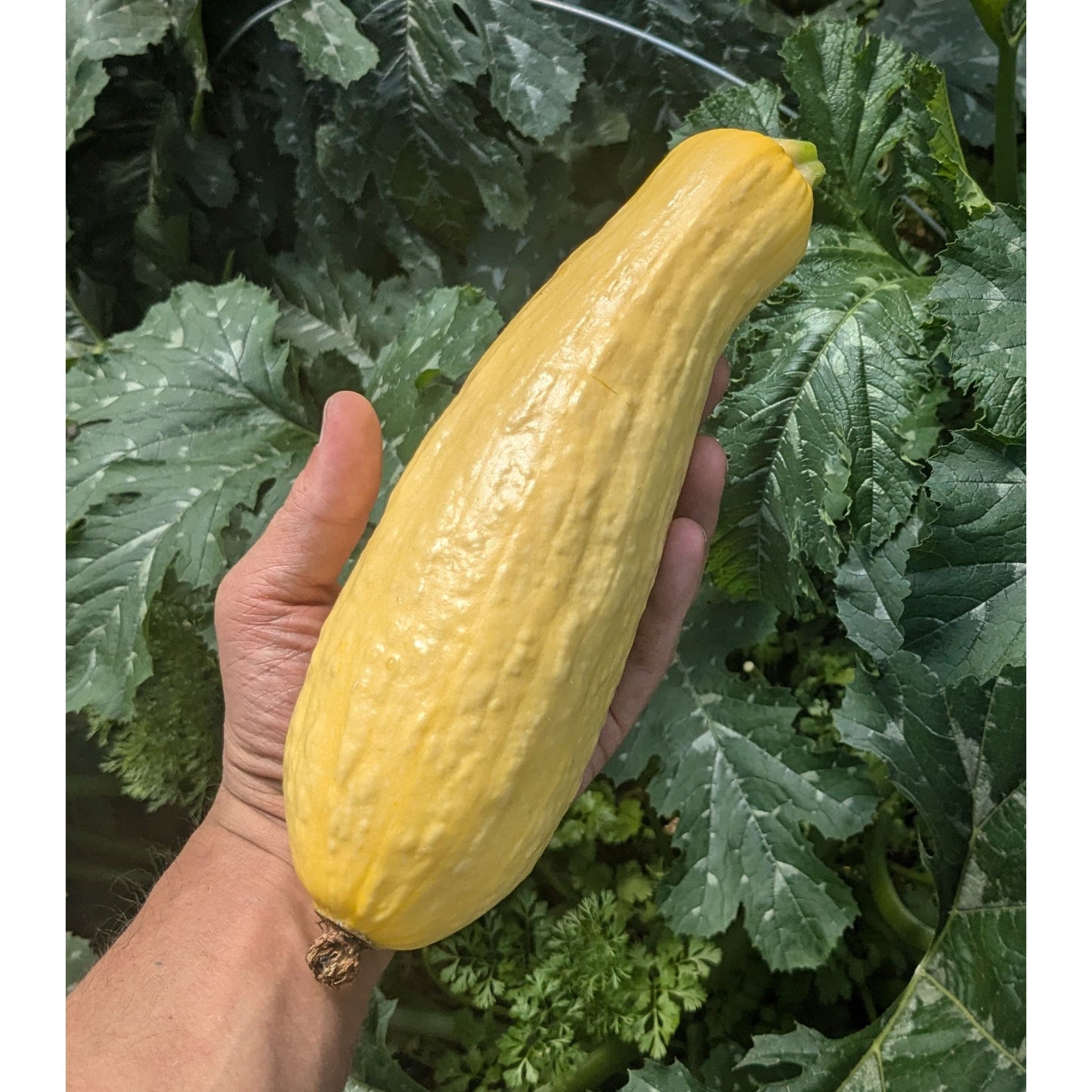 Squash Summer Zucchini (Organic)