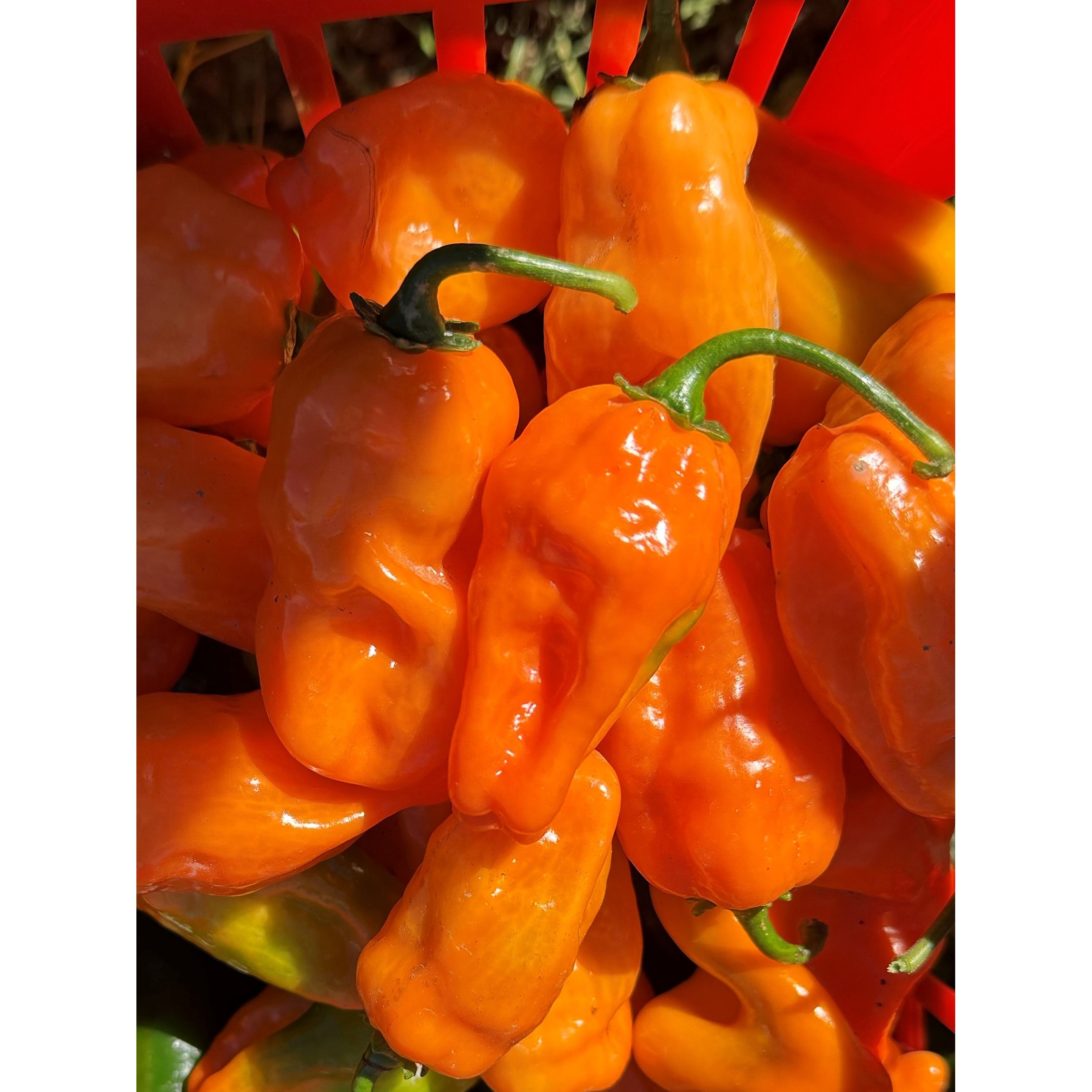Pepper Hot Habanero (Organic)