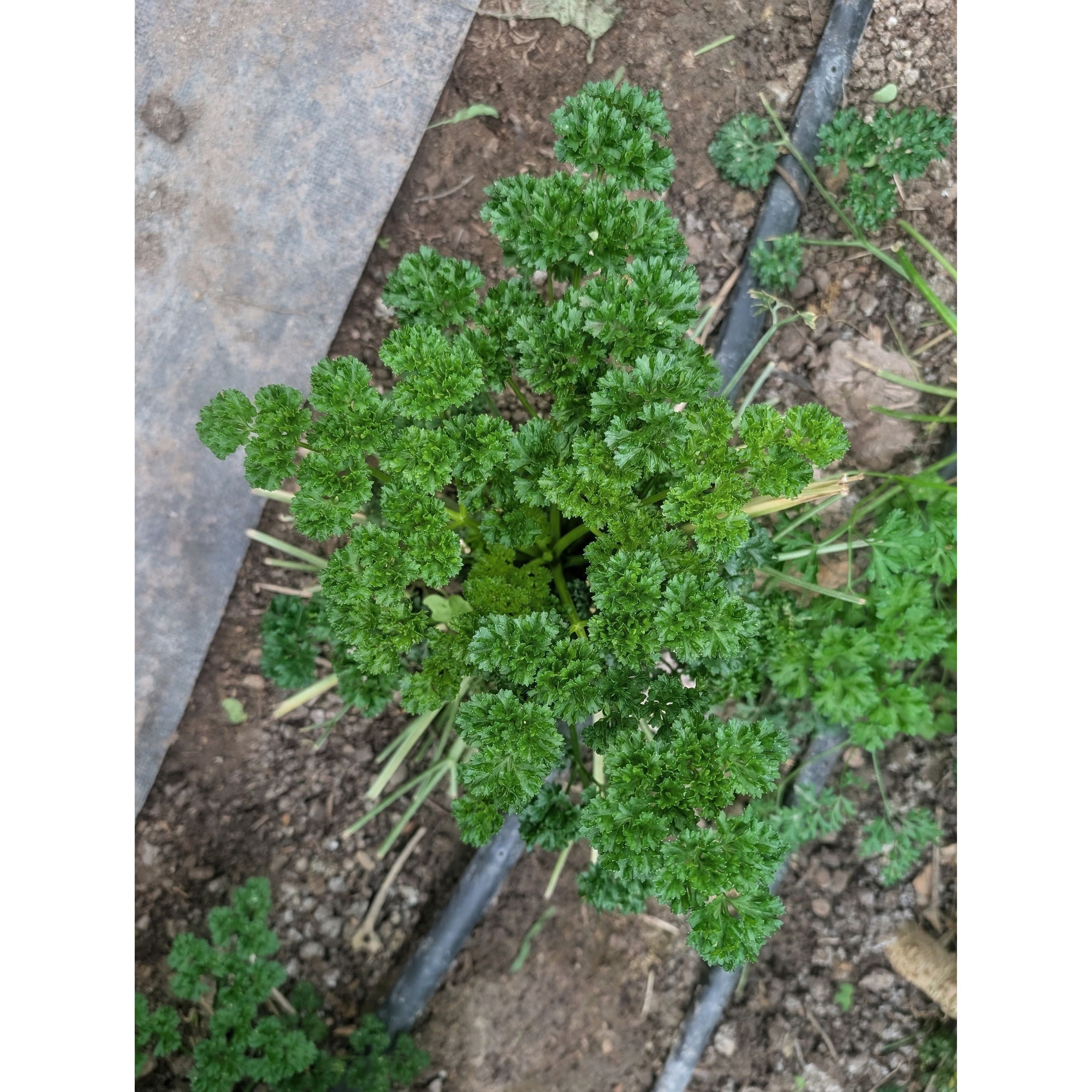 Parsley Fresh (Organic)