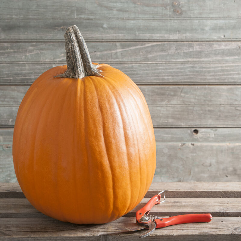 Pumpkin (Organic)