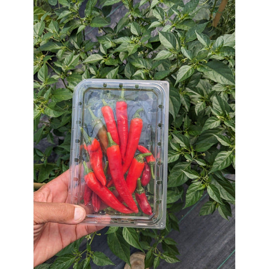 Pepper Hot Cayenne (Organic)