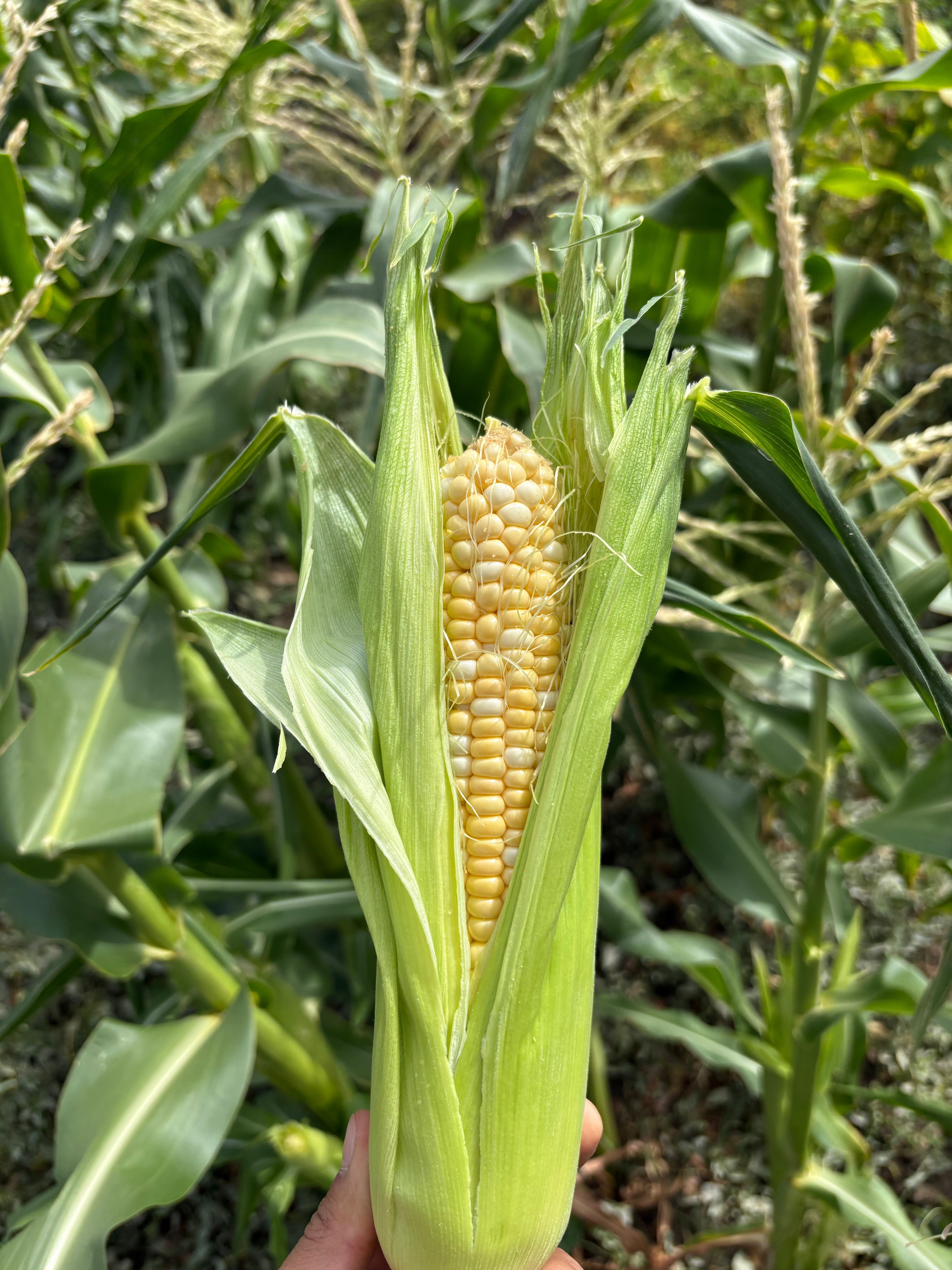 Corn Sweet Bicolor (Organic)