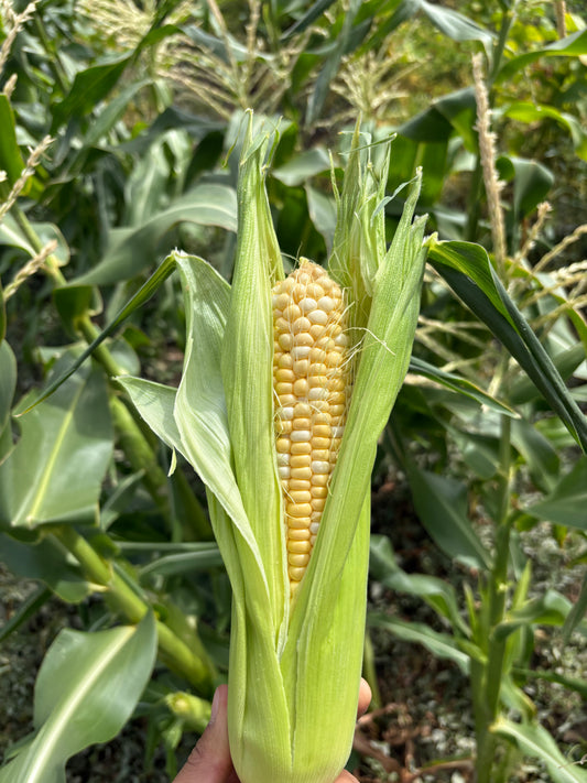 Corn Sweet Bicolor (Organic)