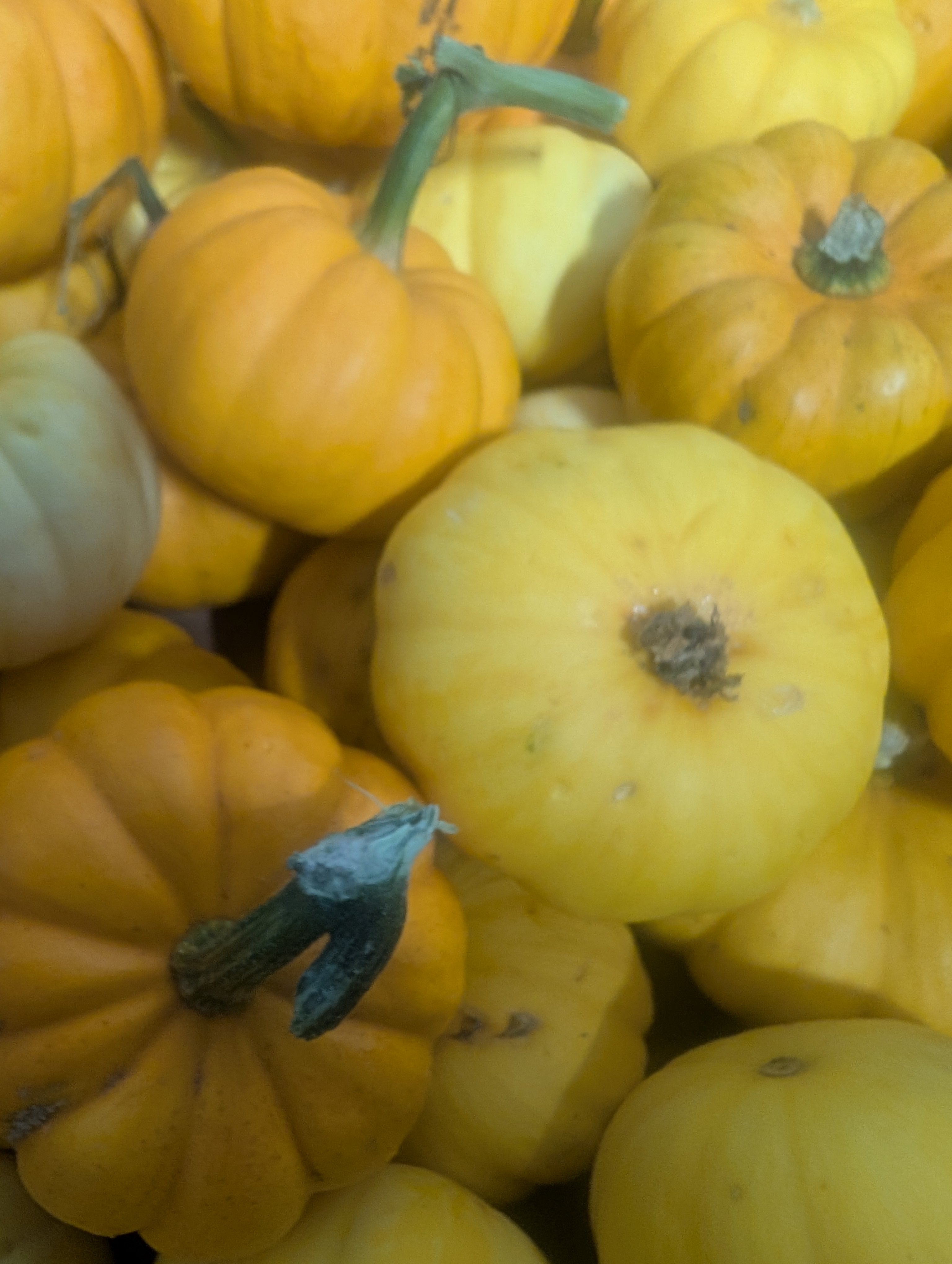 Pumpkin (Organic)