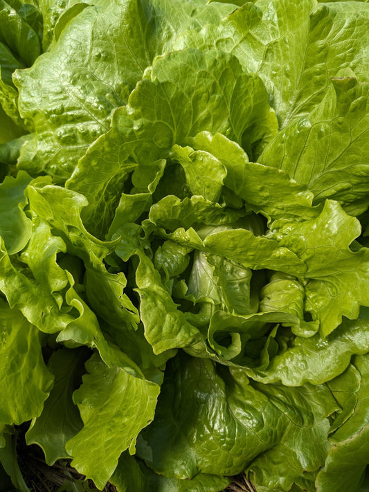 Soil-Grown Lettuce - Nutrient Farm