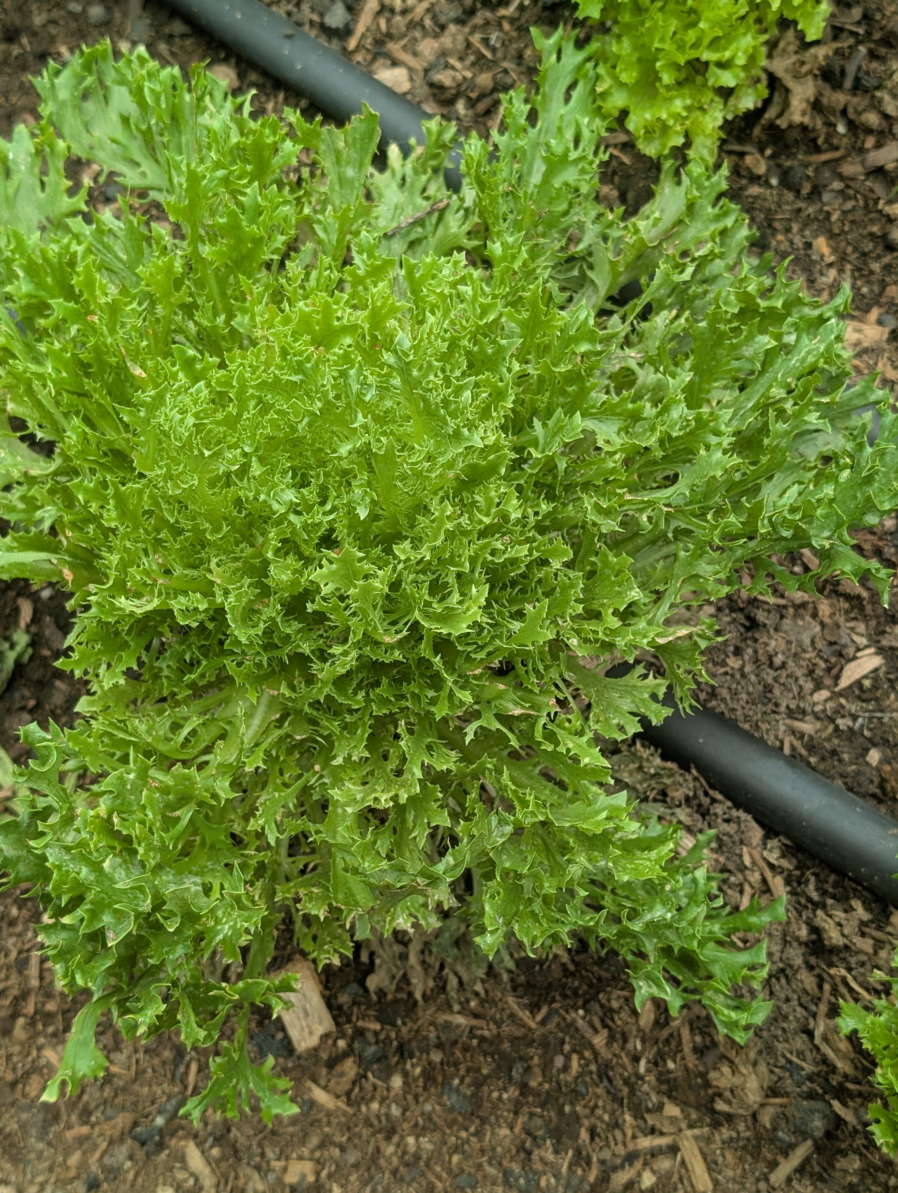 Lettuce Looseleaf (Organic)