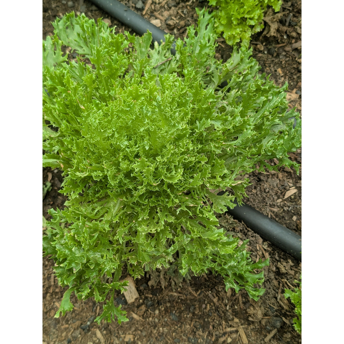 Lettuce Looseleaf (Organic)