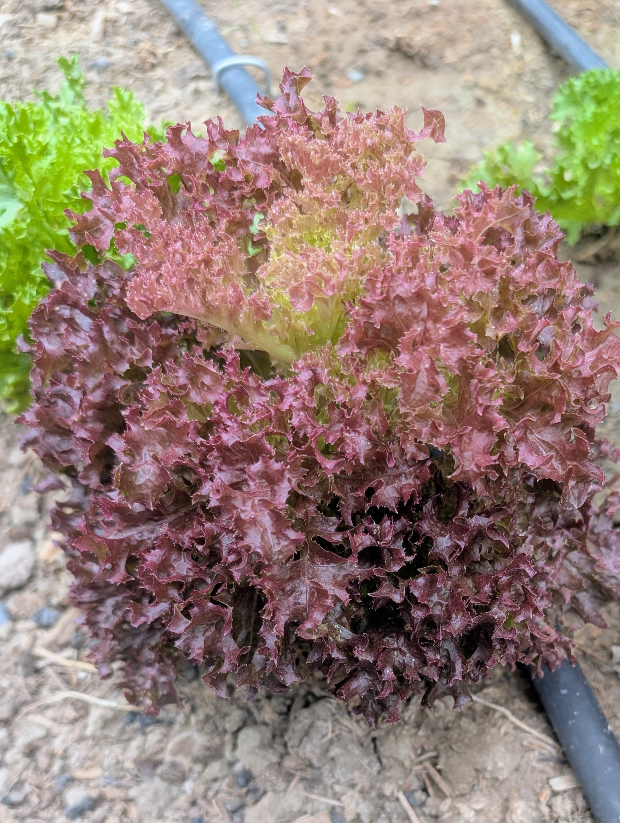 Lettuce Looseleaf (Organic)