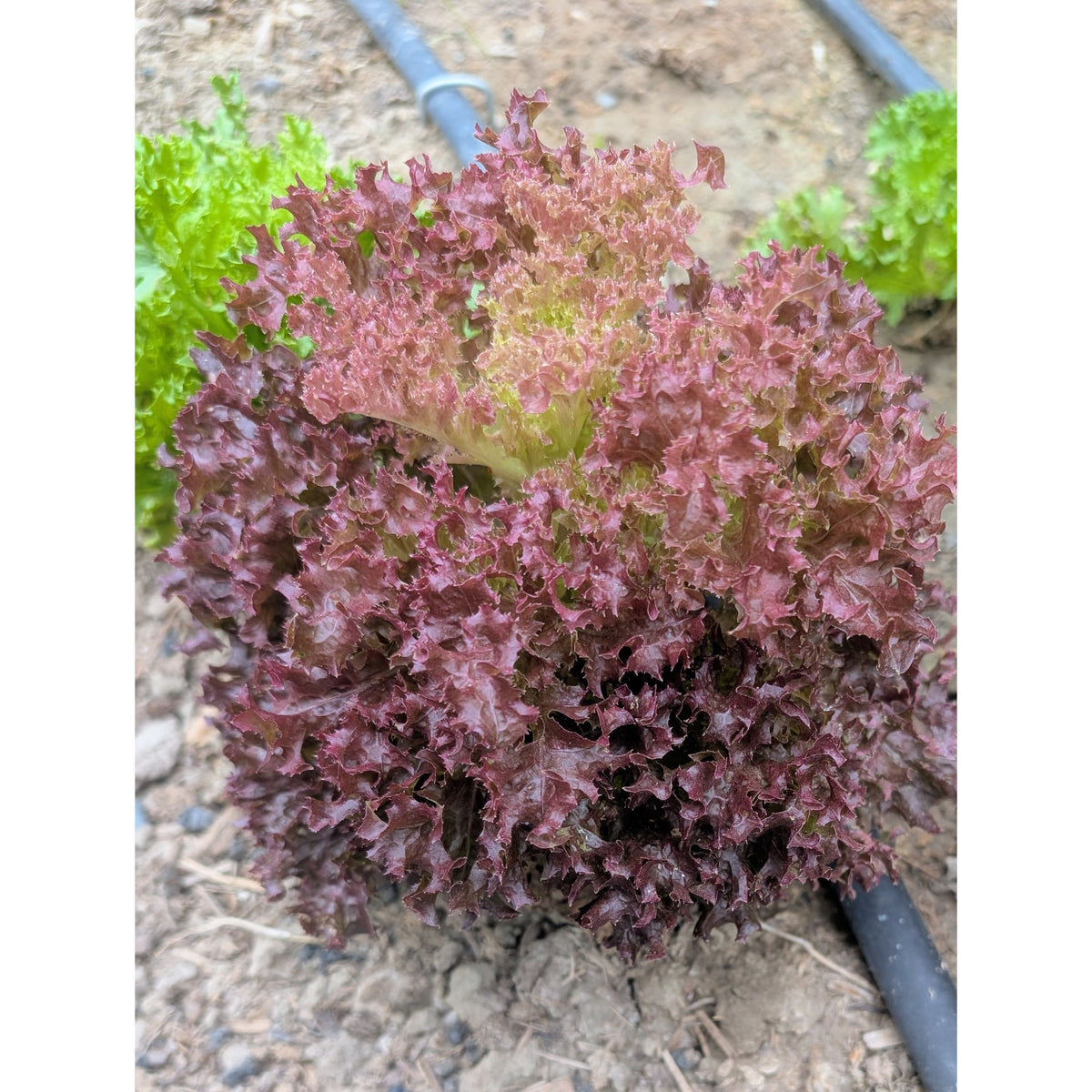 Lettuce Looseleaf (Organic)