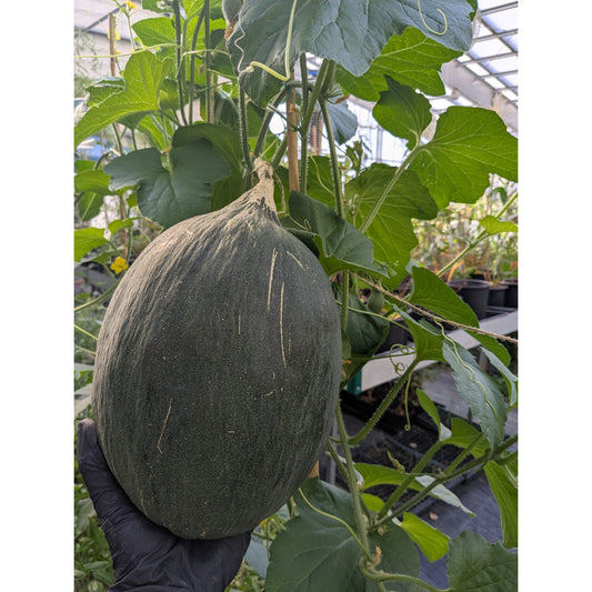 Melon Hybrid