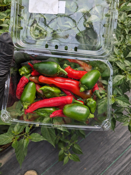 Soil-Grown Pepper Hot - Nutrient Farm