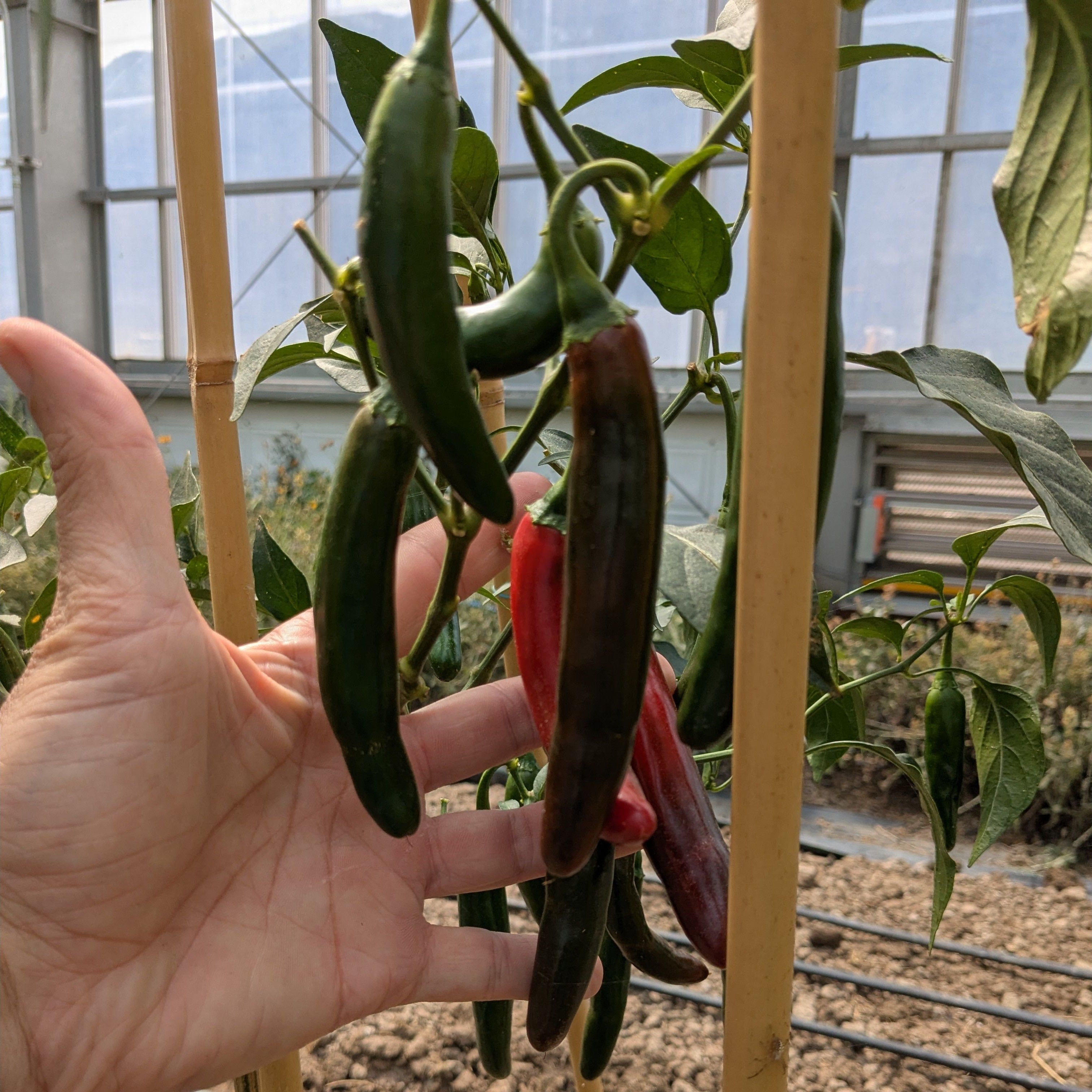 Pepper Hot Serrano (Organic)