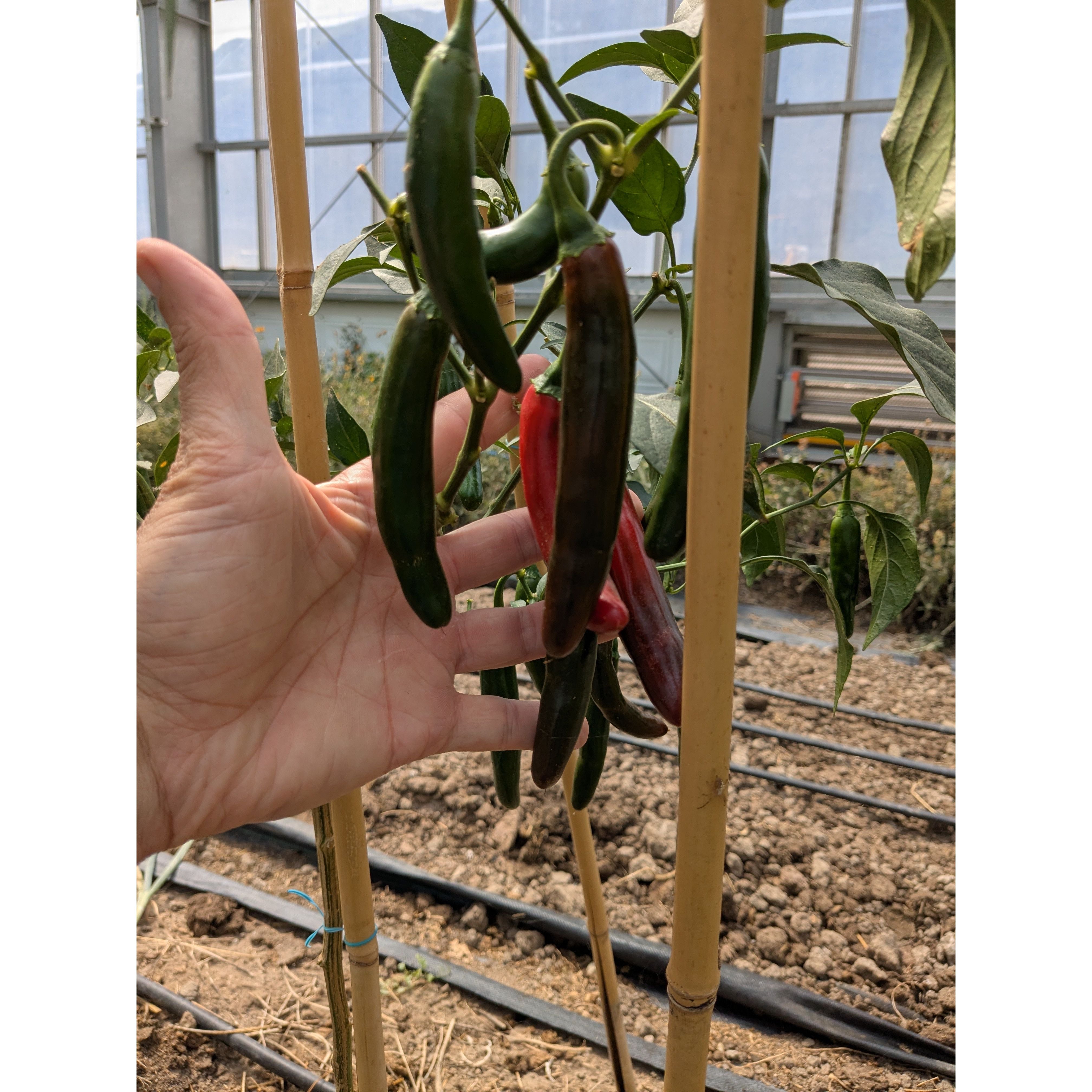 Pepper Hot Serrano (Organic)