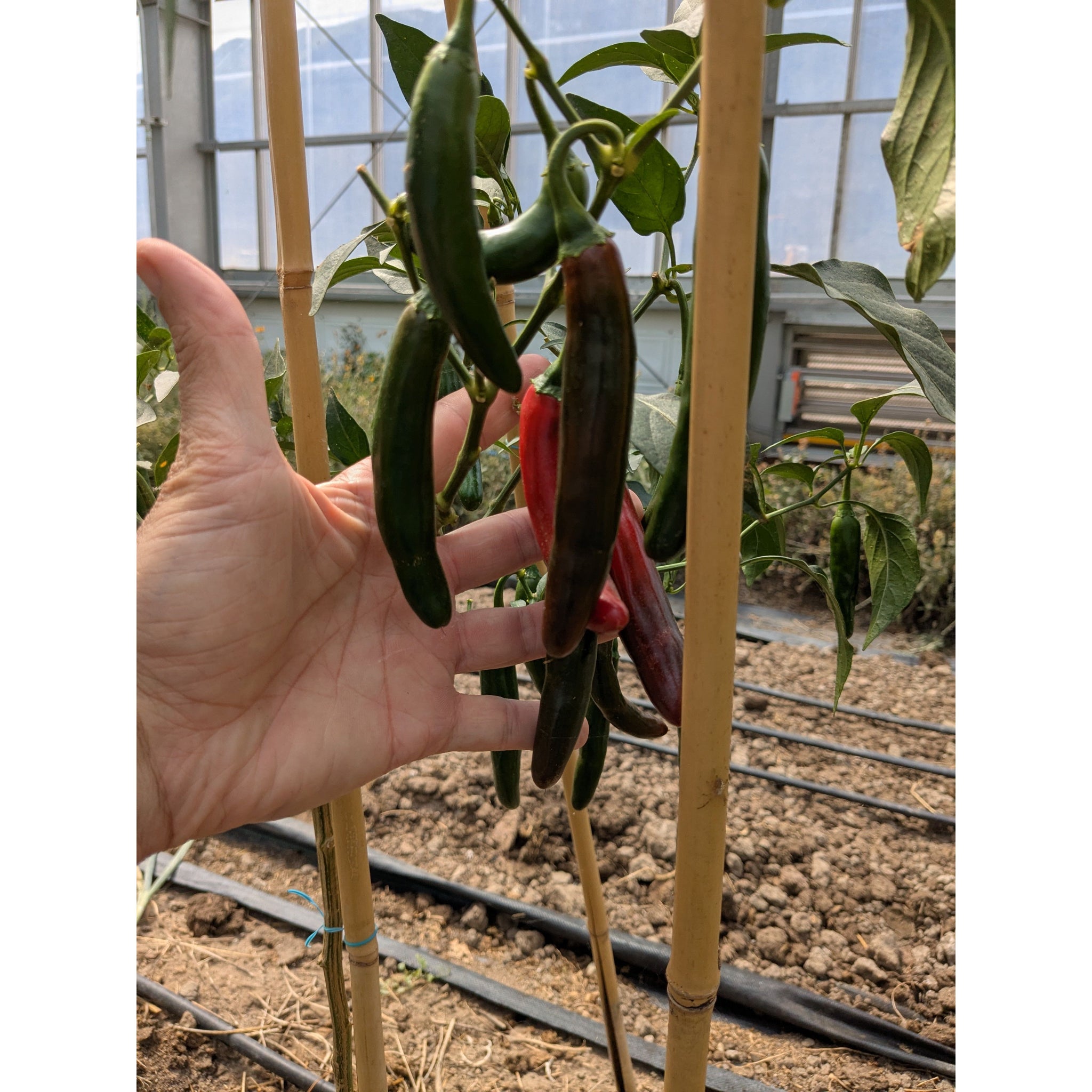 Pepper Hot Serrano (Organic)