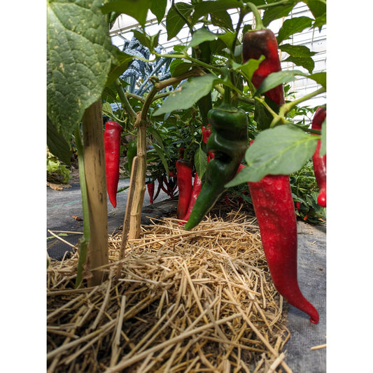 Pepper Sweet Italian (Organic)