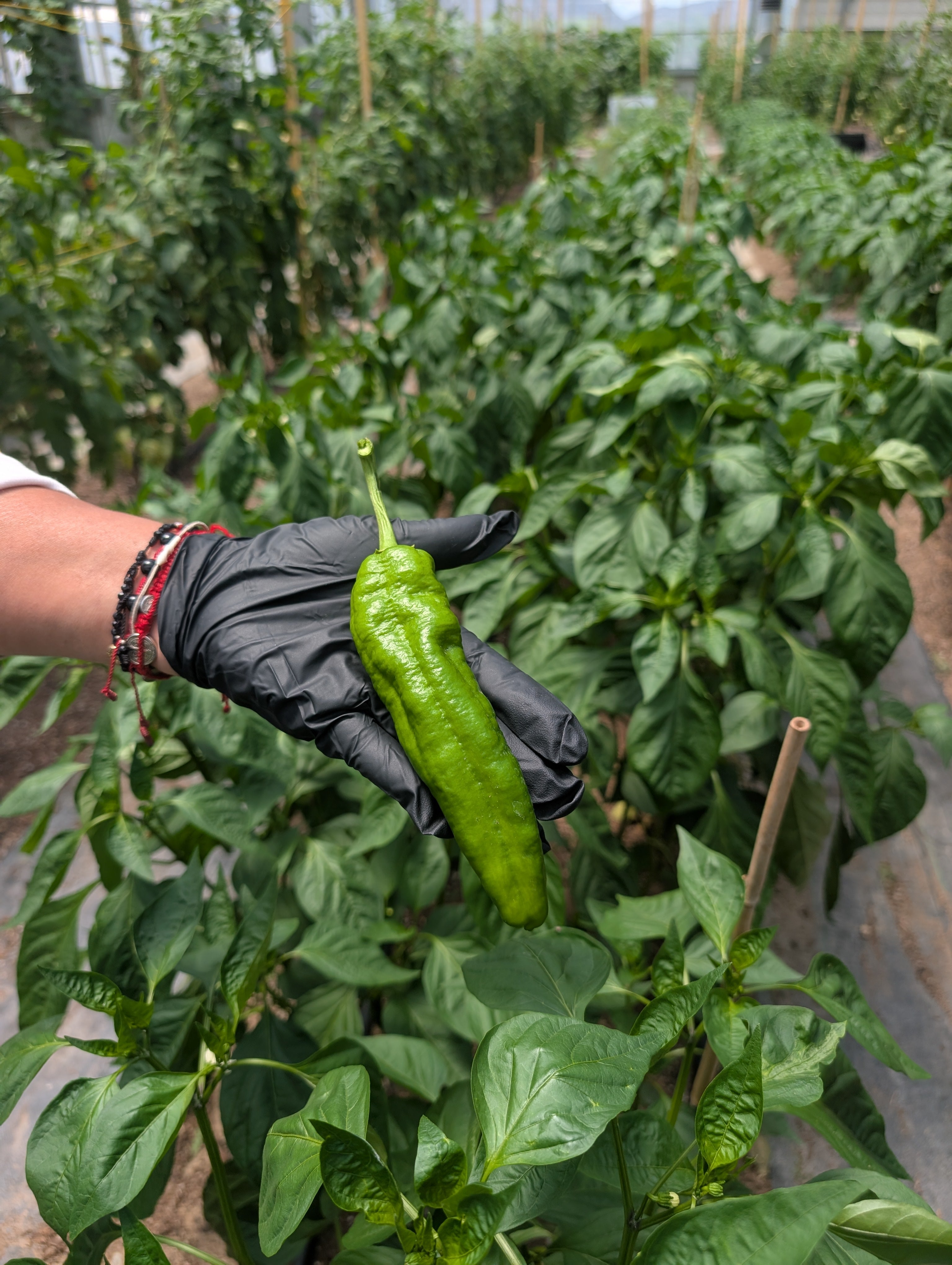 Pepper Hot (Organic)