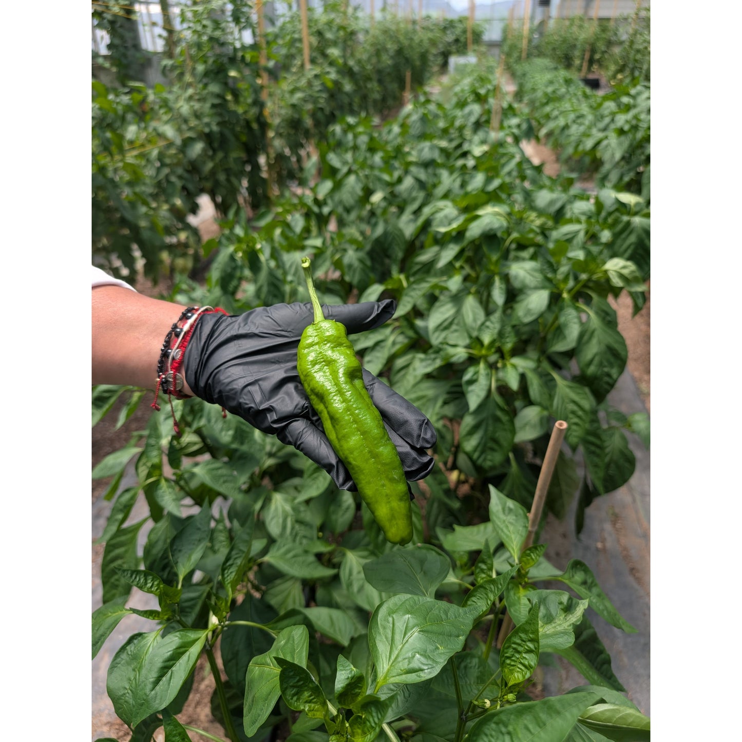 Picante De Pimiento Biodinámico