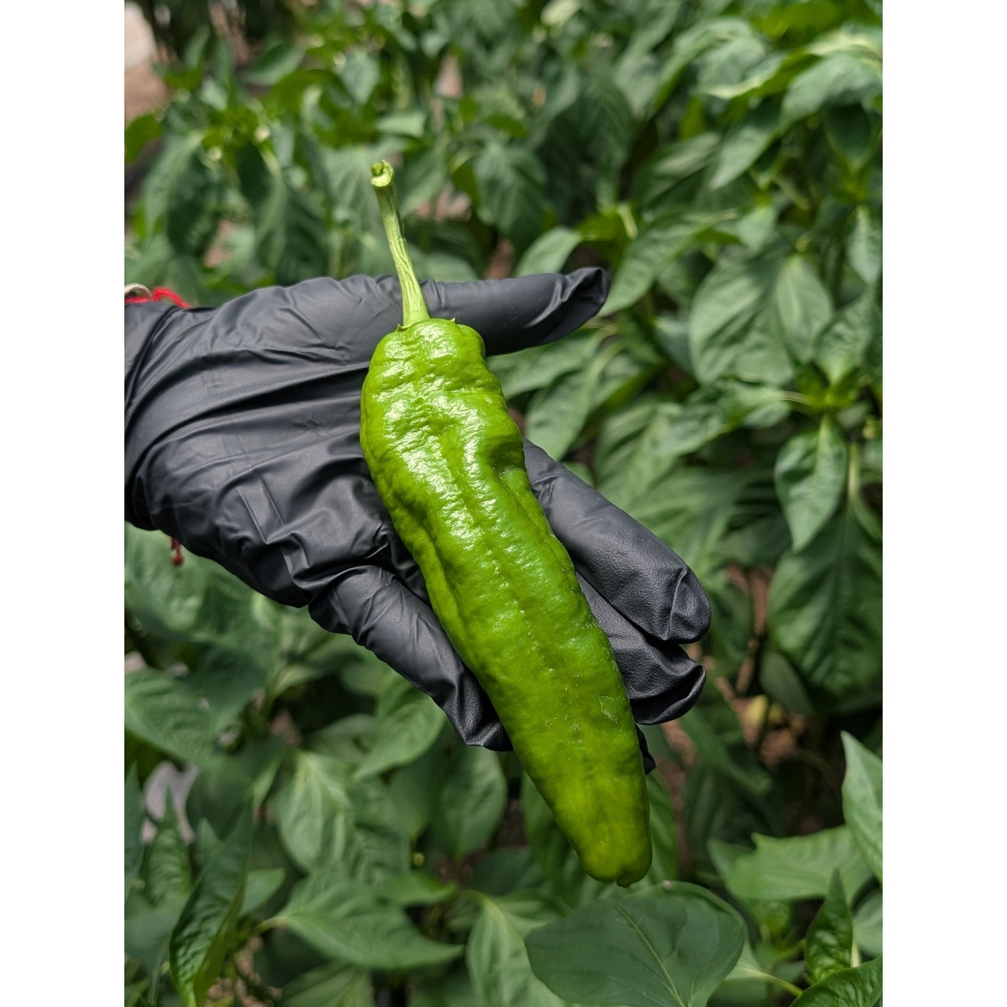 Pepper Hot Anaheim (Organic)