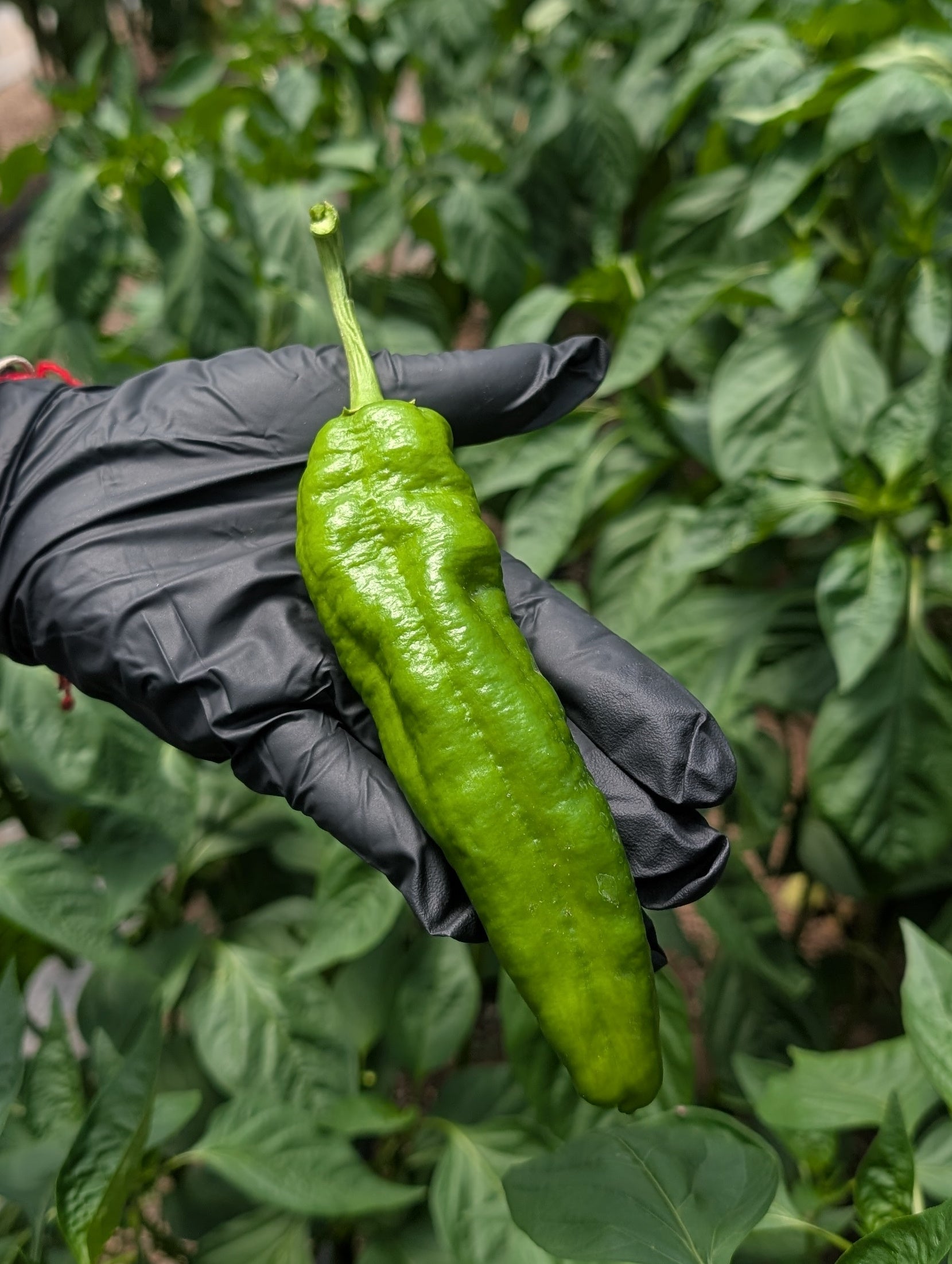 Pepper Hot Anaheim (Organic)