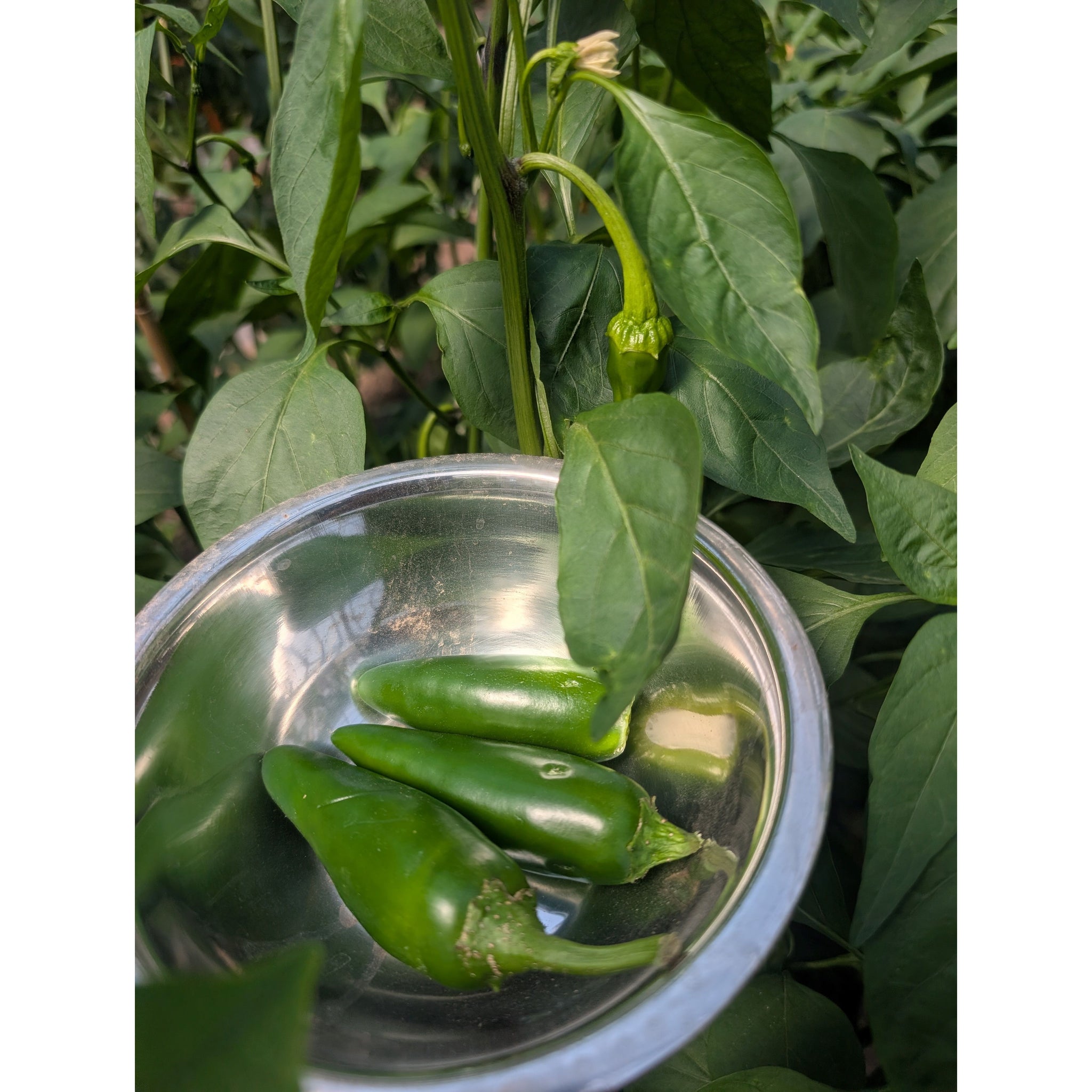 Pepper Hot Jalapeno (Organic)
