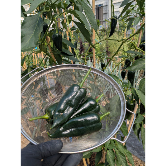 Pepper Hot Poblano (Organic)