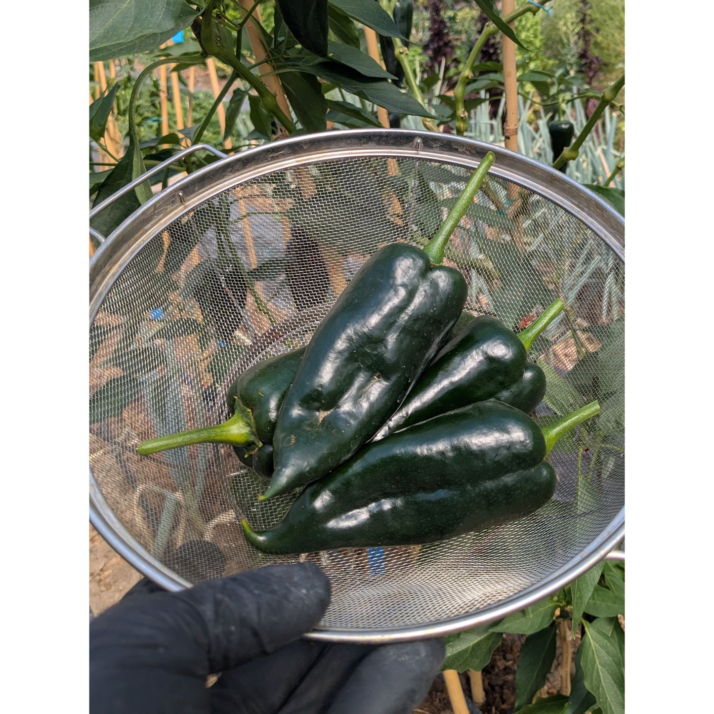 Pepper Hot Poblano (Organic)
