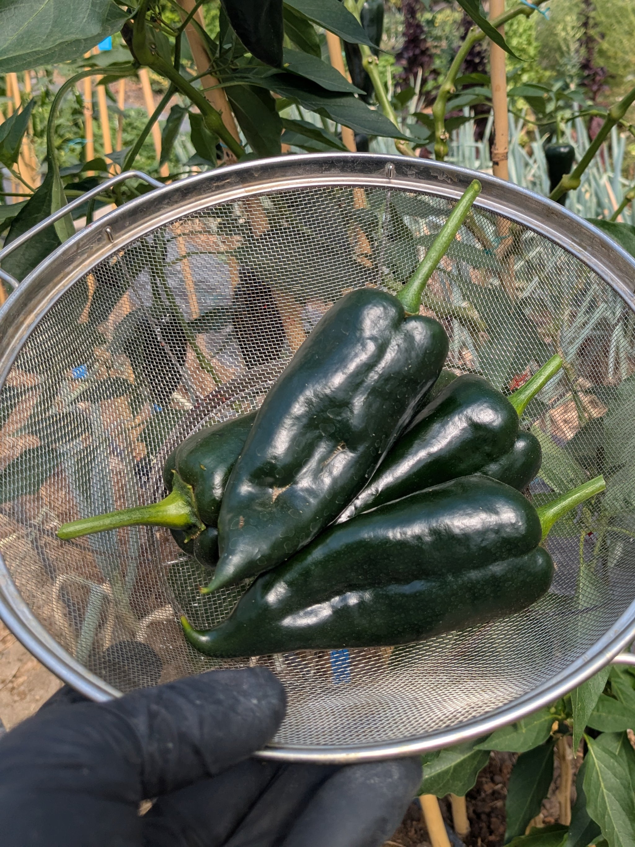 Pepper Hot Poblano (Organic)