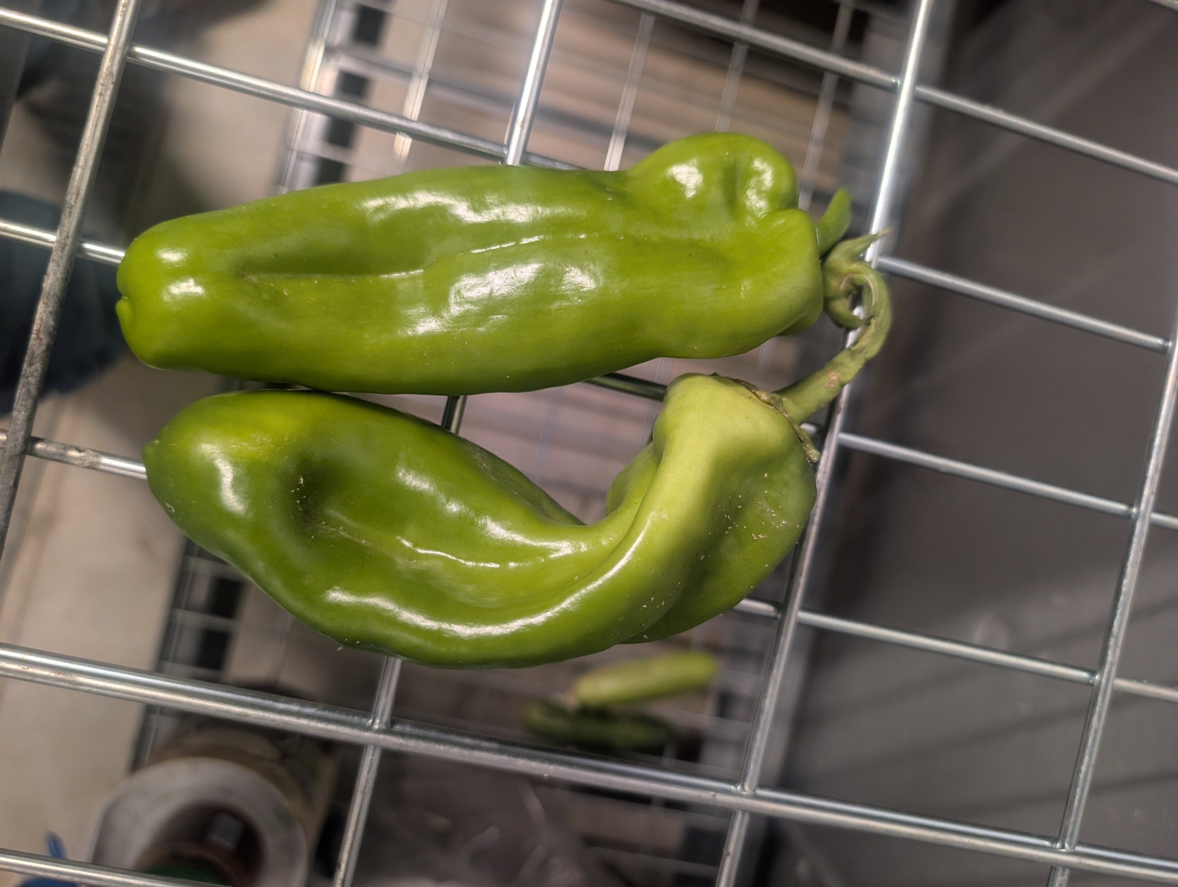 Pepper Sweet Italian (Organic)