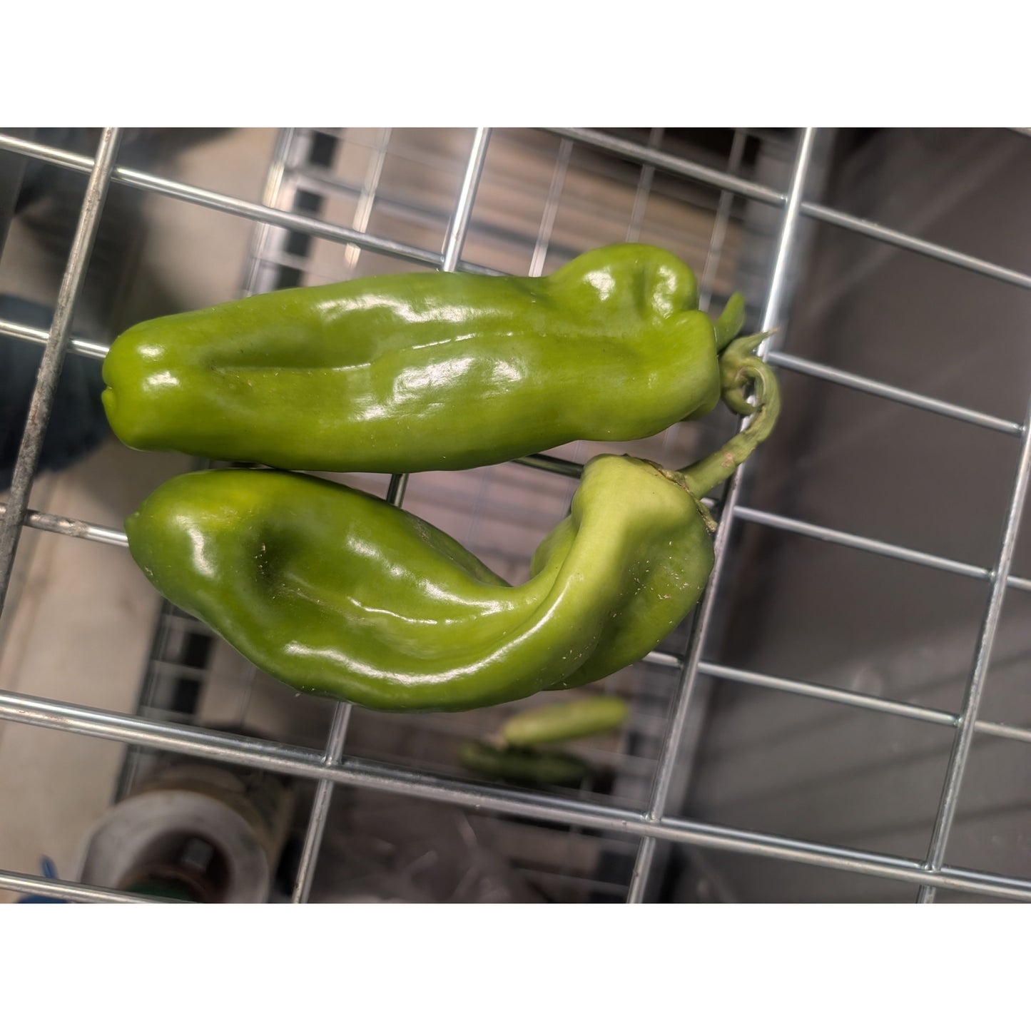 Pepper Sweet Italian (Organic)