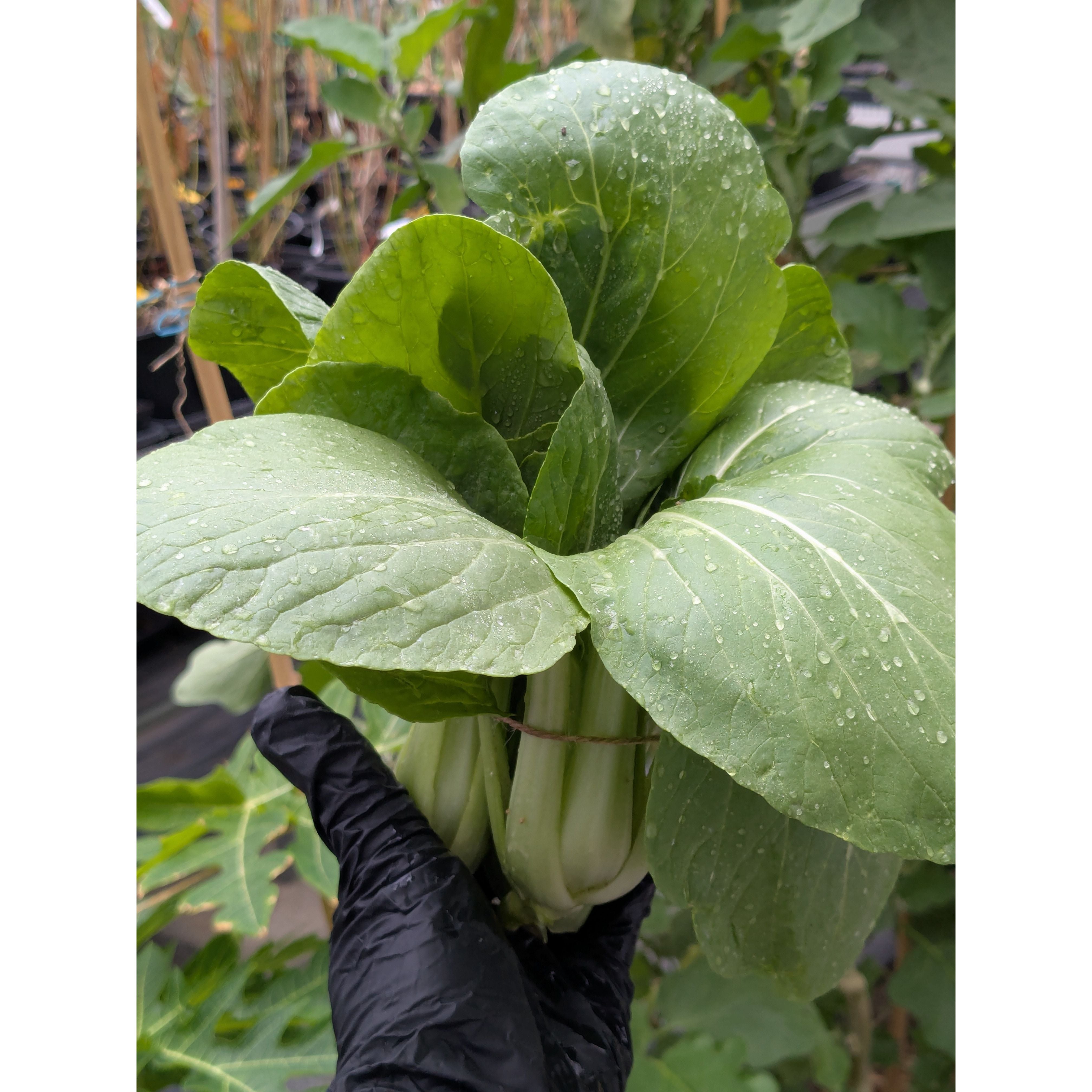 Bokchoy biodinámico