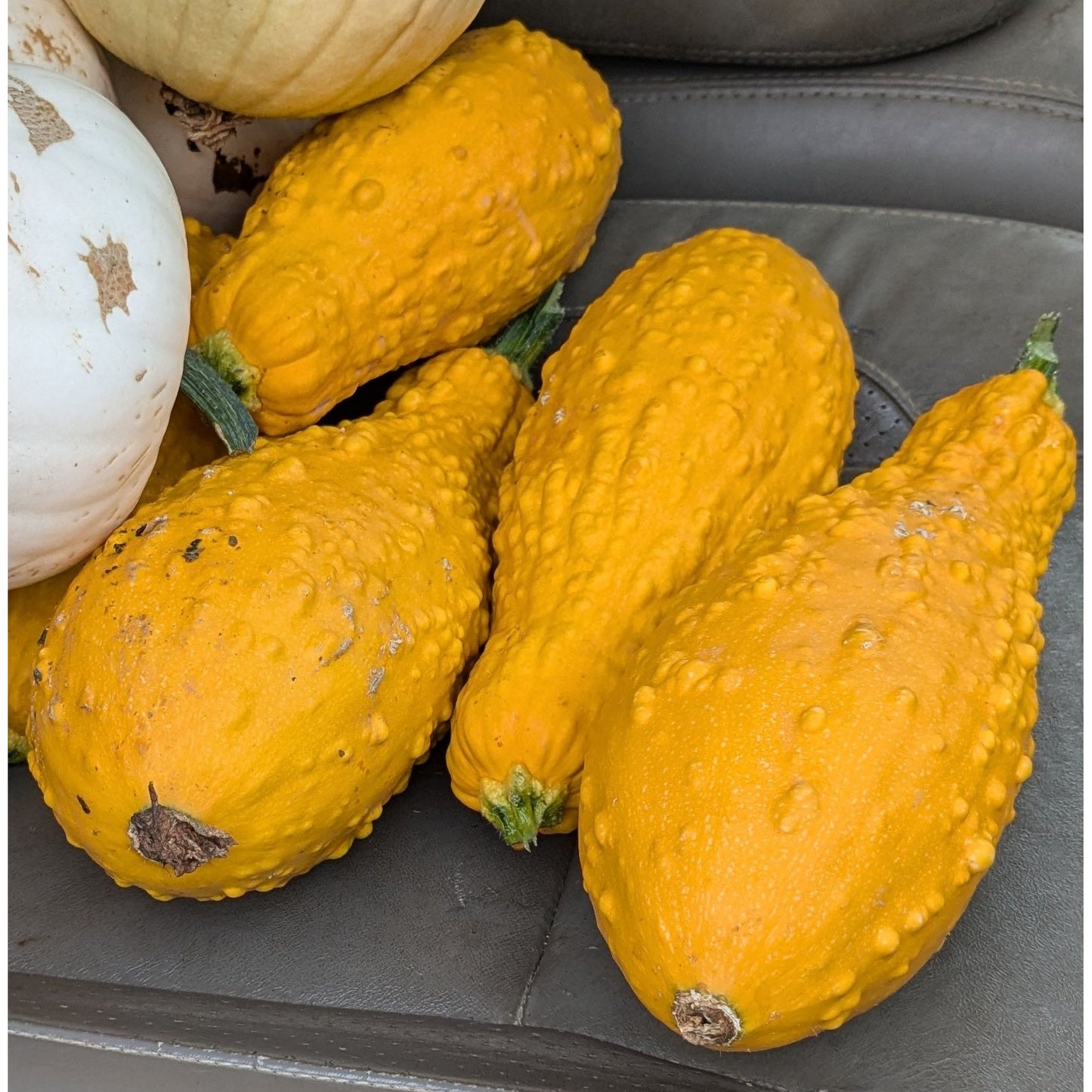 Squash Summer Zucchini (Organic)