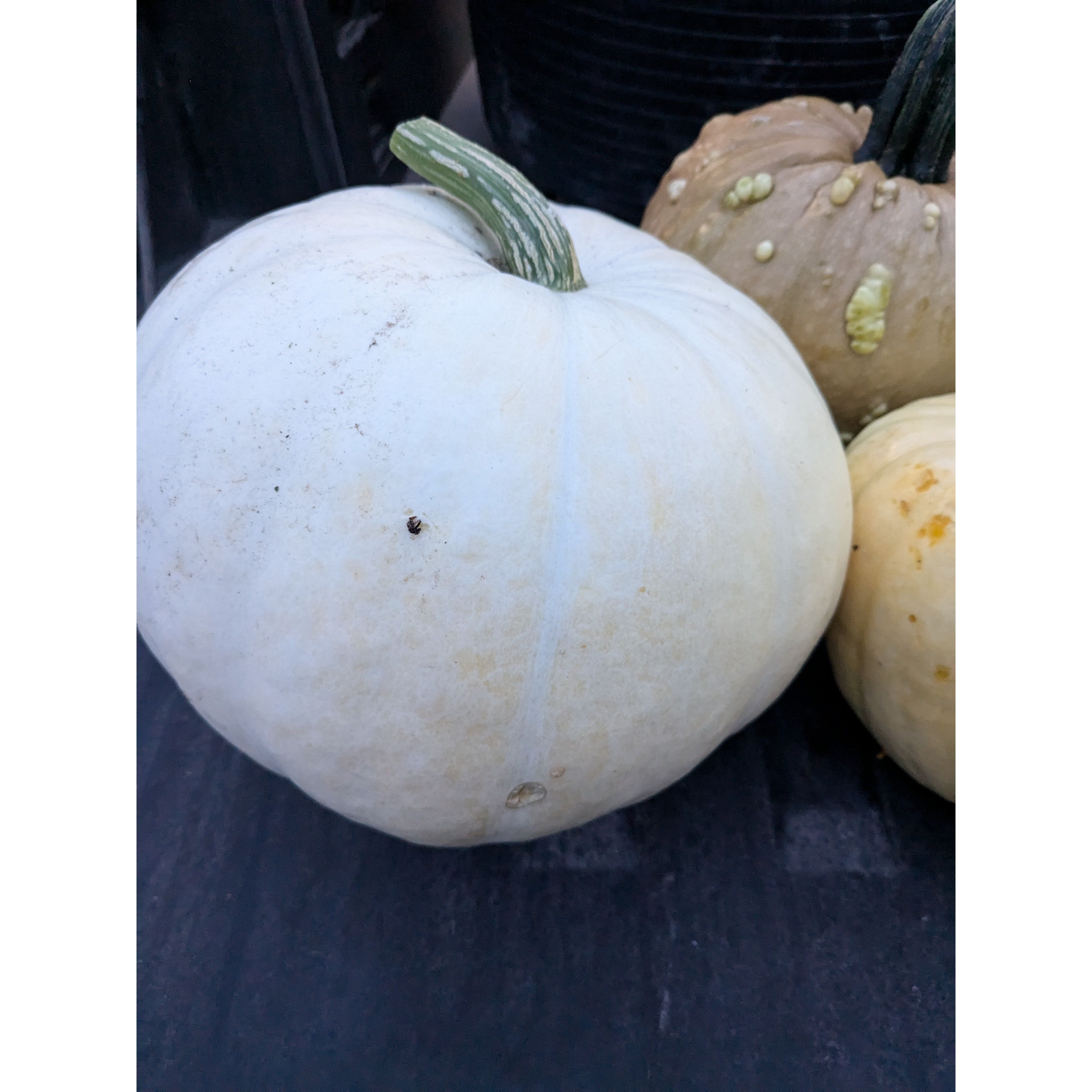 Pumpkin (Organic)