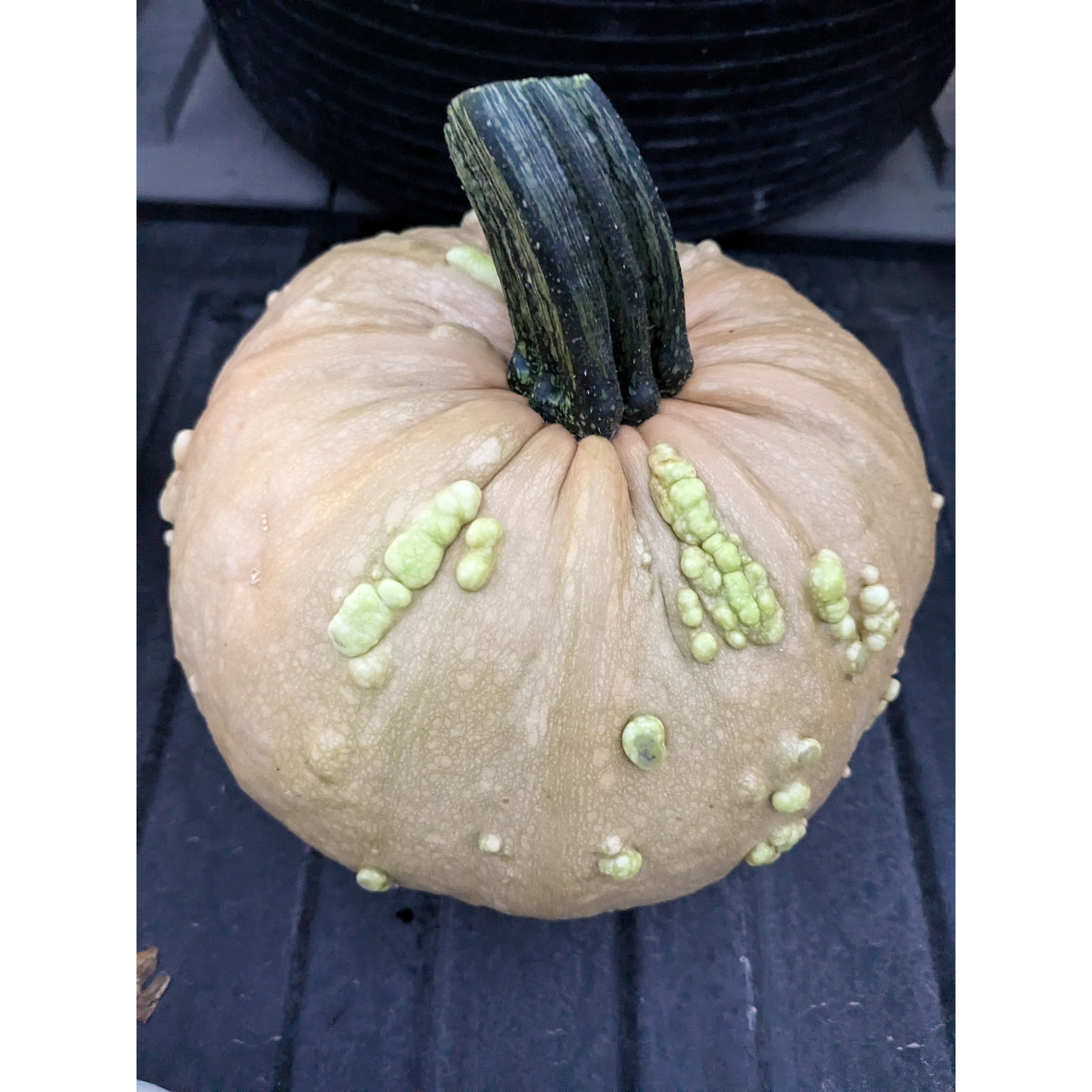 Pumpkin (Organic)
