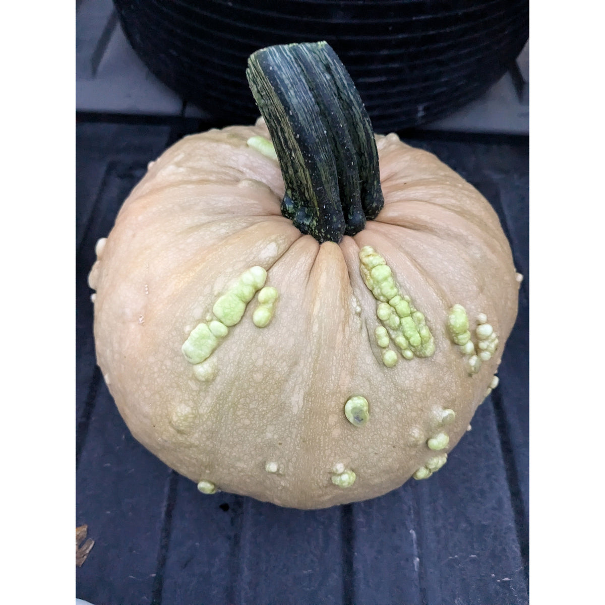 Pumpkin (Organic)