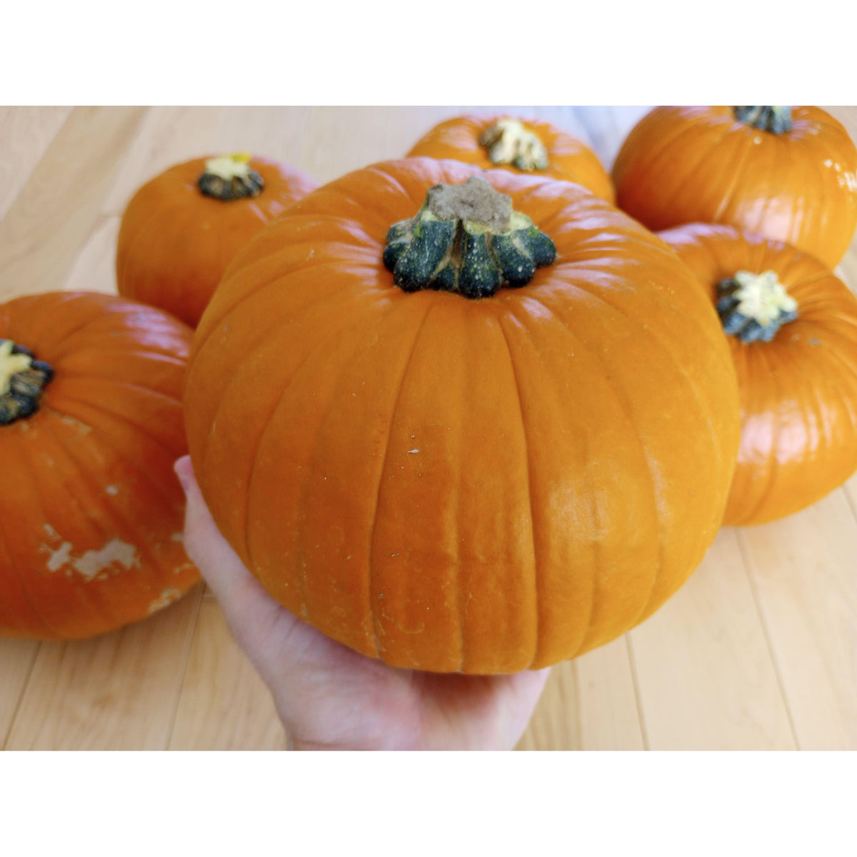Pumpkin (Organic)