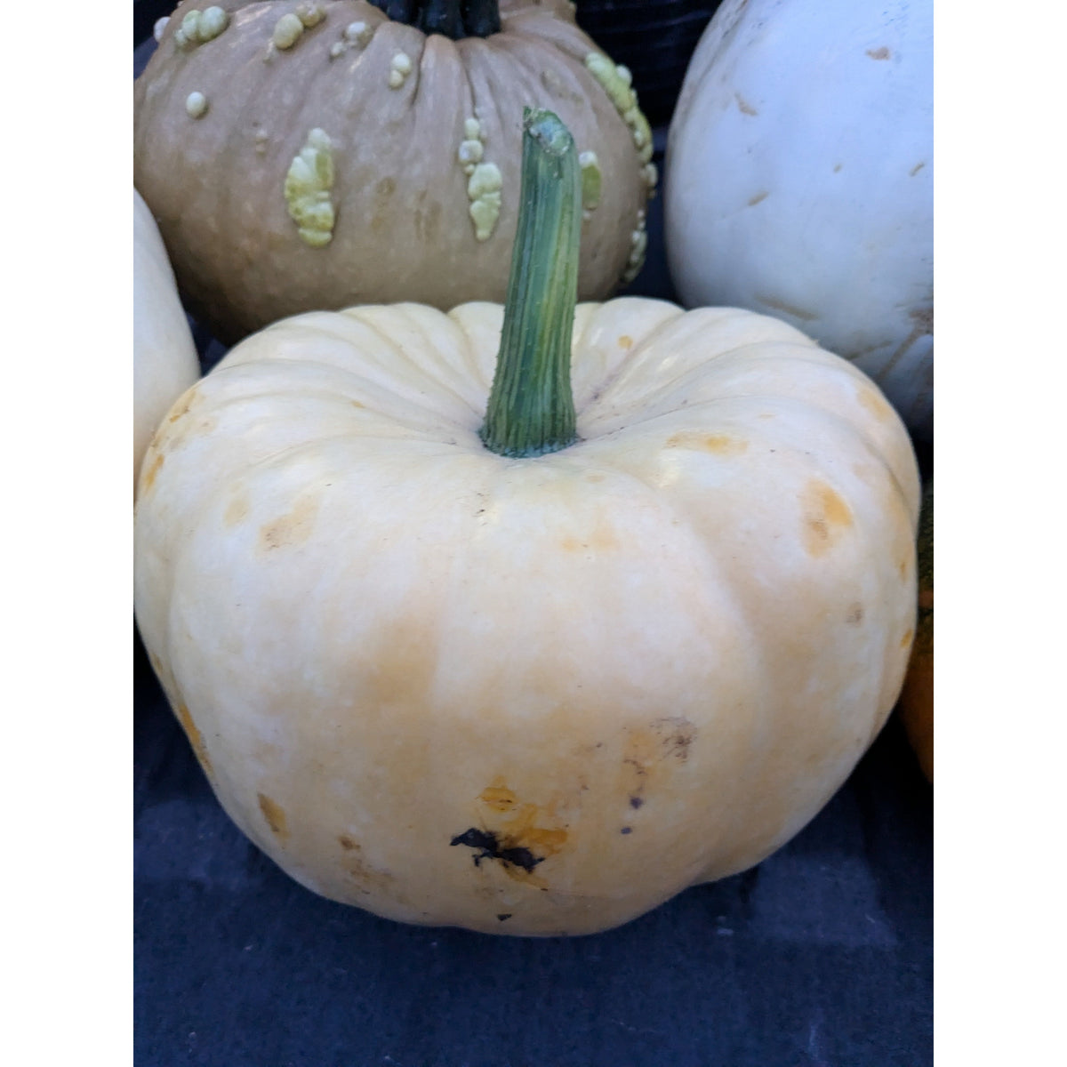 Pumpkin (Organic)