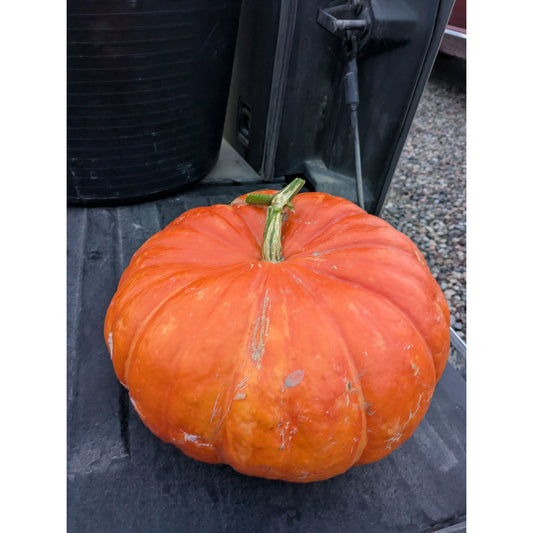 Pumpkin (Organic)
