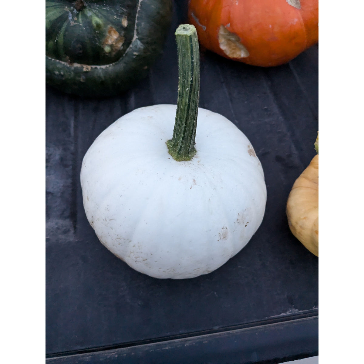 Pumpkin (Organic)