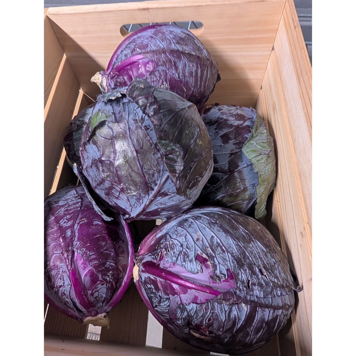 Cabbage Red (Organic)