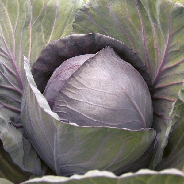 Cabbage Red (Organic)