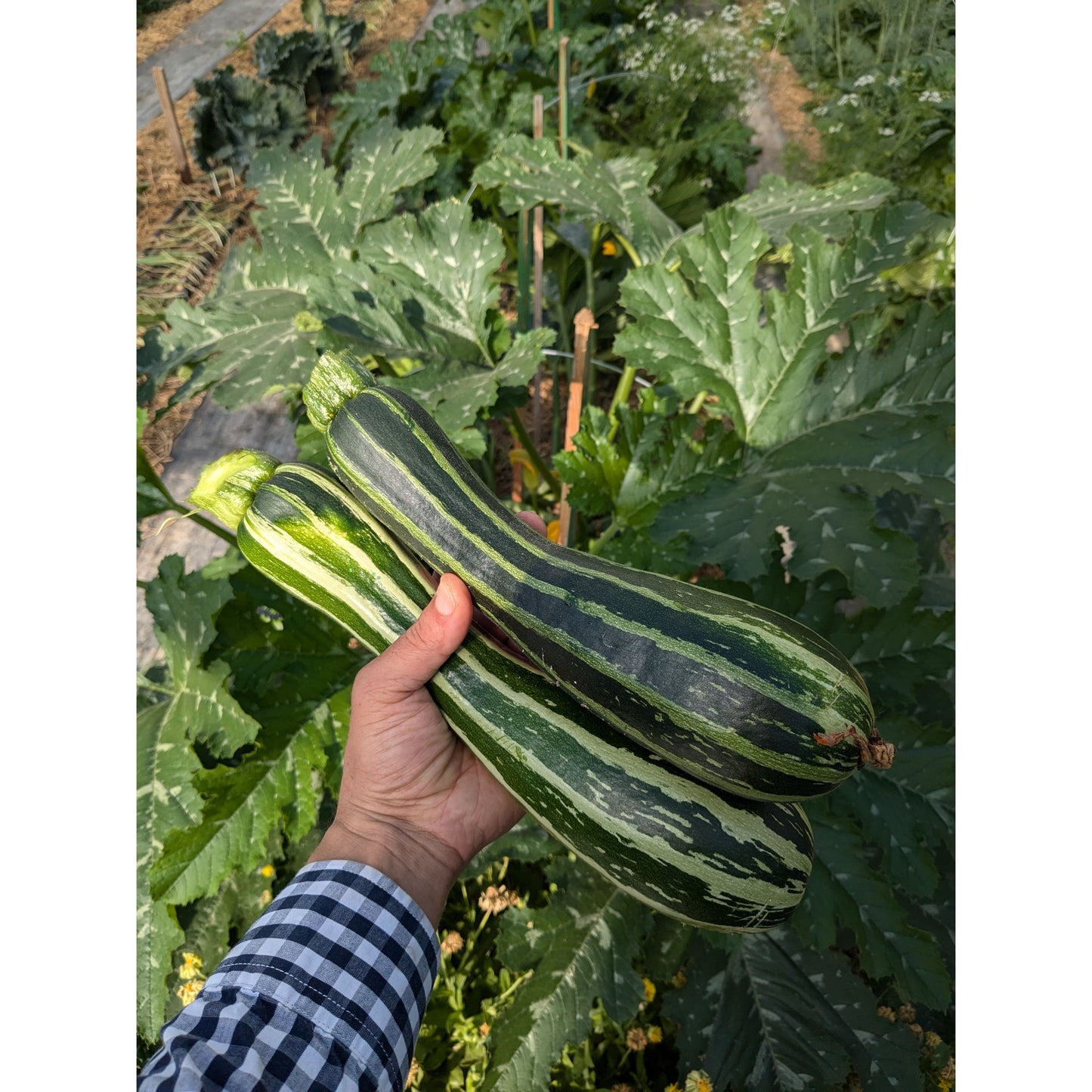 Squash Summer Zucchini (Organic)