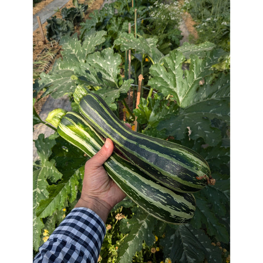 Squash Summer Zucchini (Organic)