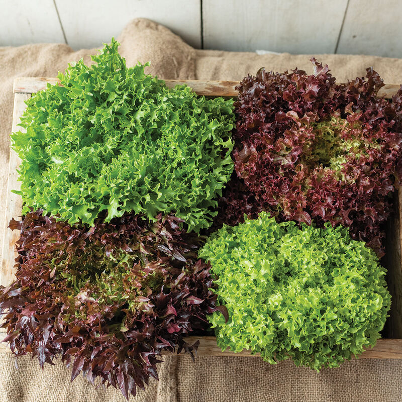 Salad Mix - Salanova (Organic)
